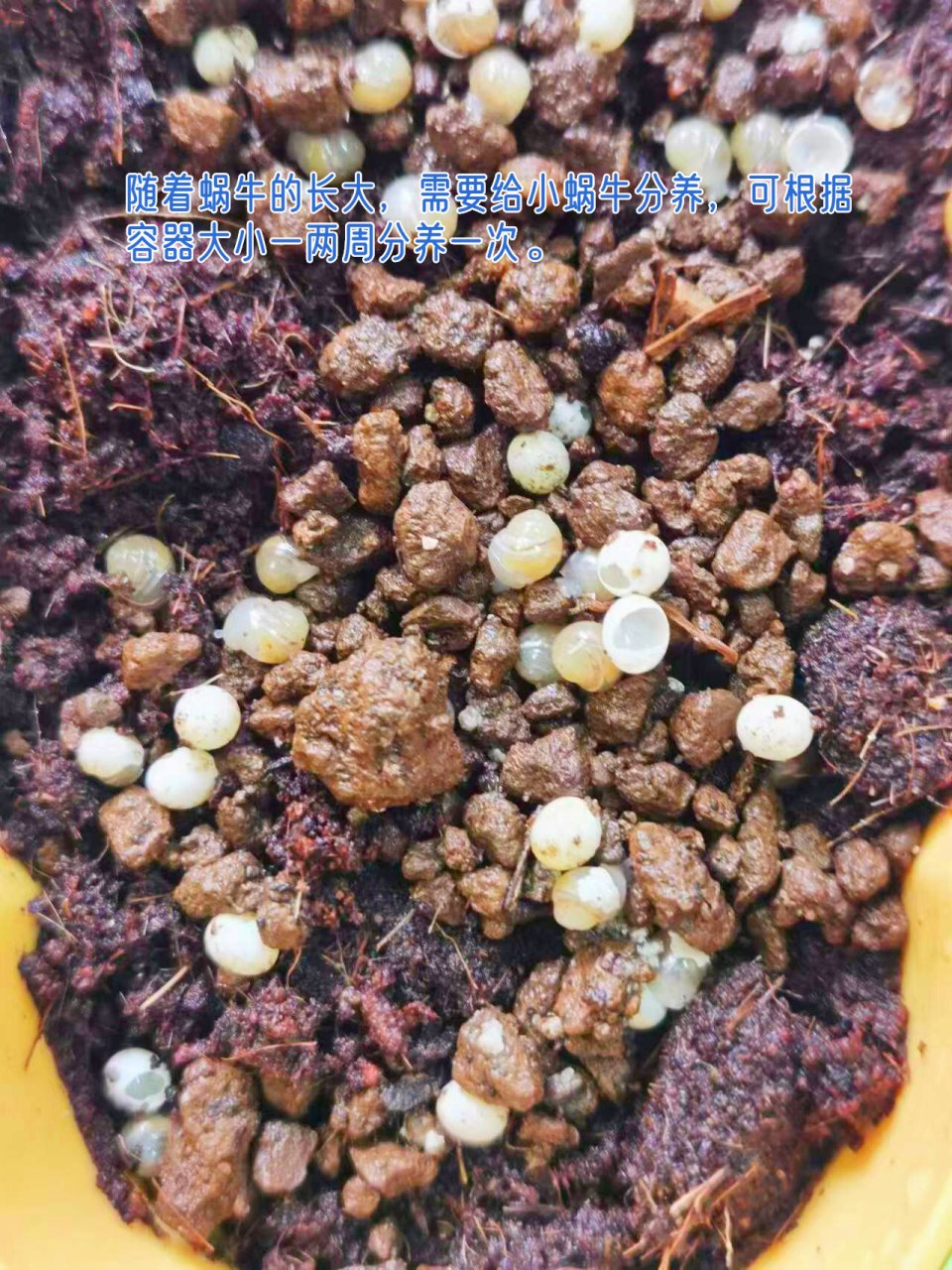 刚刚孵化的白玉蜗牛会吃卵壳,有白玉蜗牛生长所需的钙和营养物质