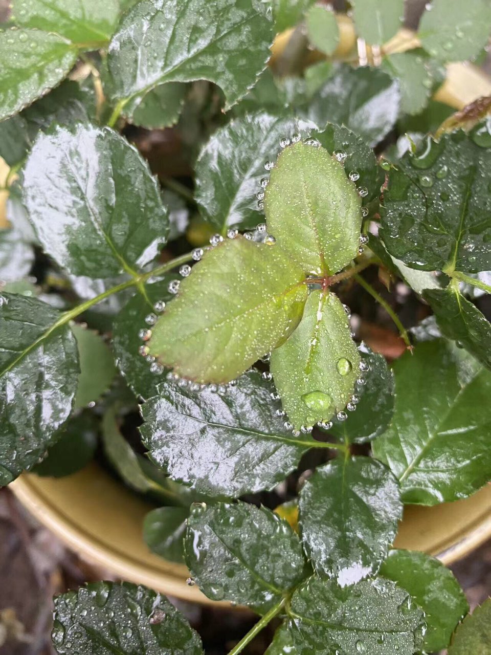 肥害&叶片吐水 坐标广州,前两天趁雨前撒了复合肥,今天去检查发现有2