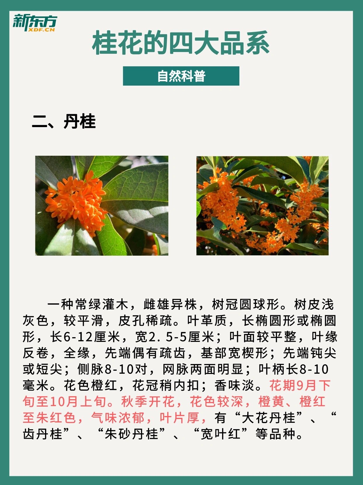 桂花种类区别图片说明图片