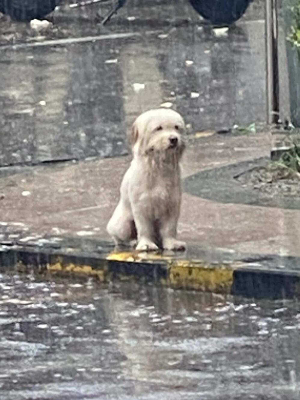 淋雨的狗子