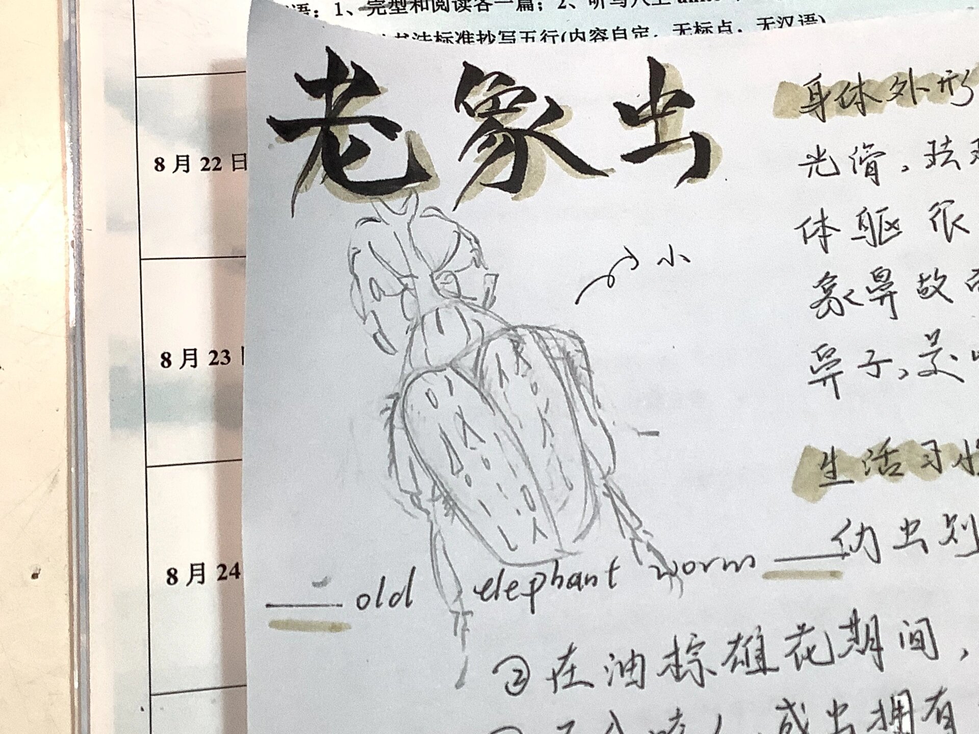 昆虫记08—老象虫! 来咯!这个更新速度刺激不!