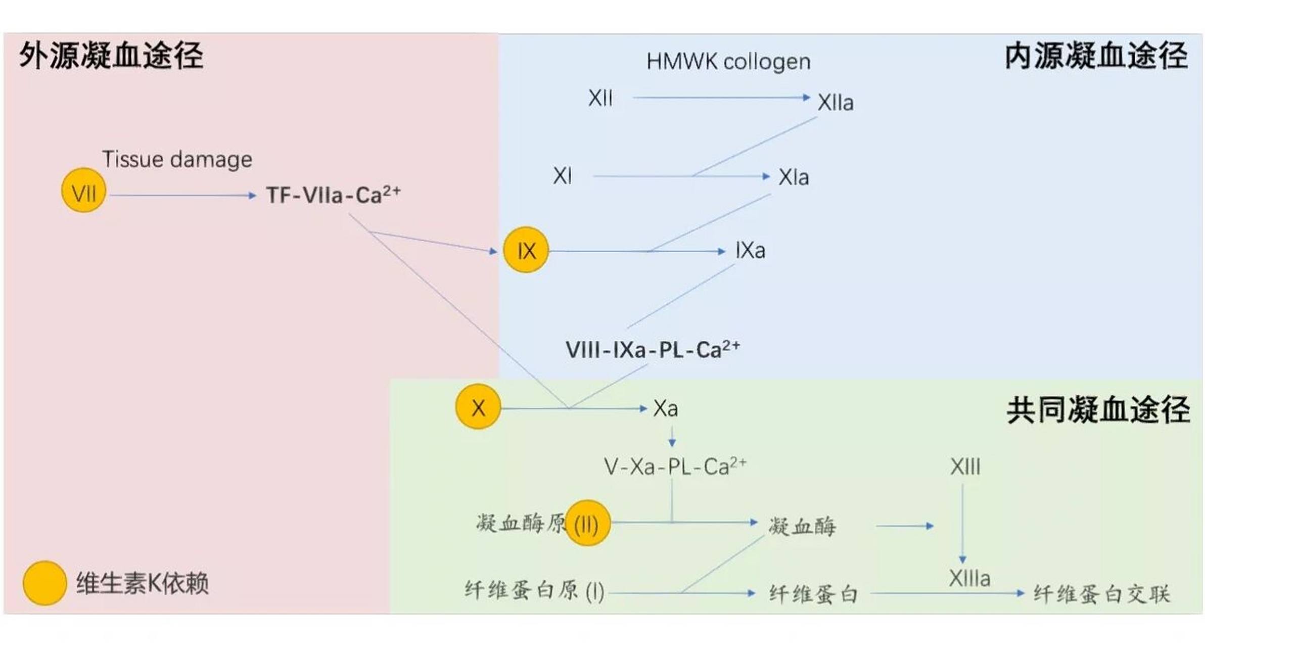 凝血功能报告～pt,aptt,tt解读 凝血因子 xiii 的作用是巩固形成的