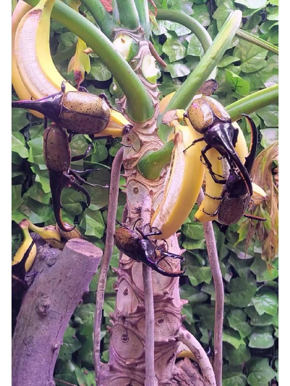 长戟大兜虫 长戟大兜虫 (dynastes) 成虫体长最长纪录为184毫米,是