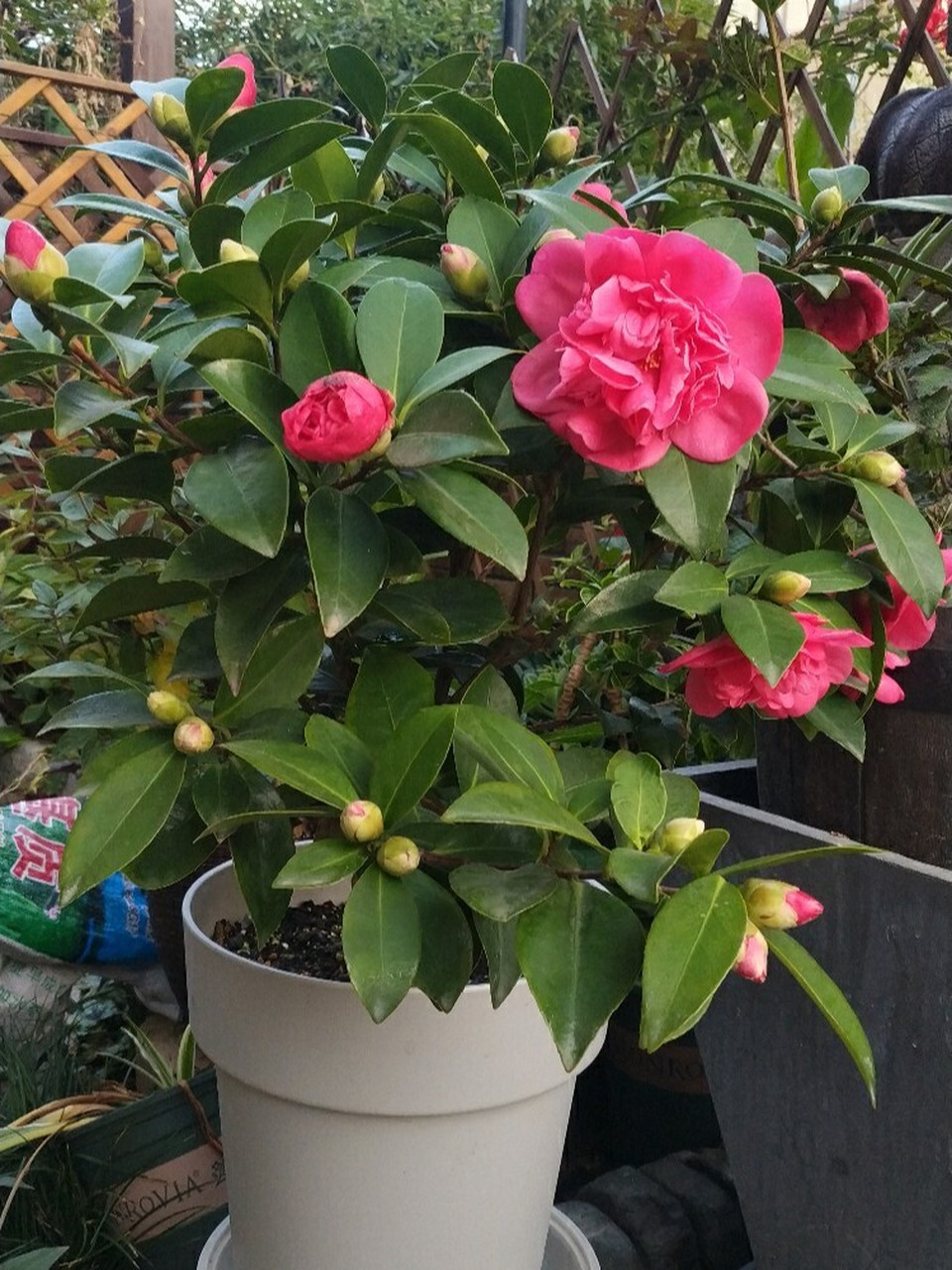 超级好养的茶花推荐-夏梦衍平 推荐给小伙伴这个四季茶花,夏梦衍平.