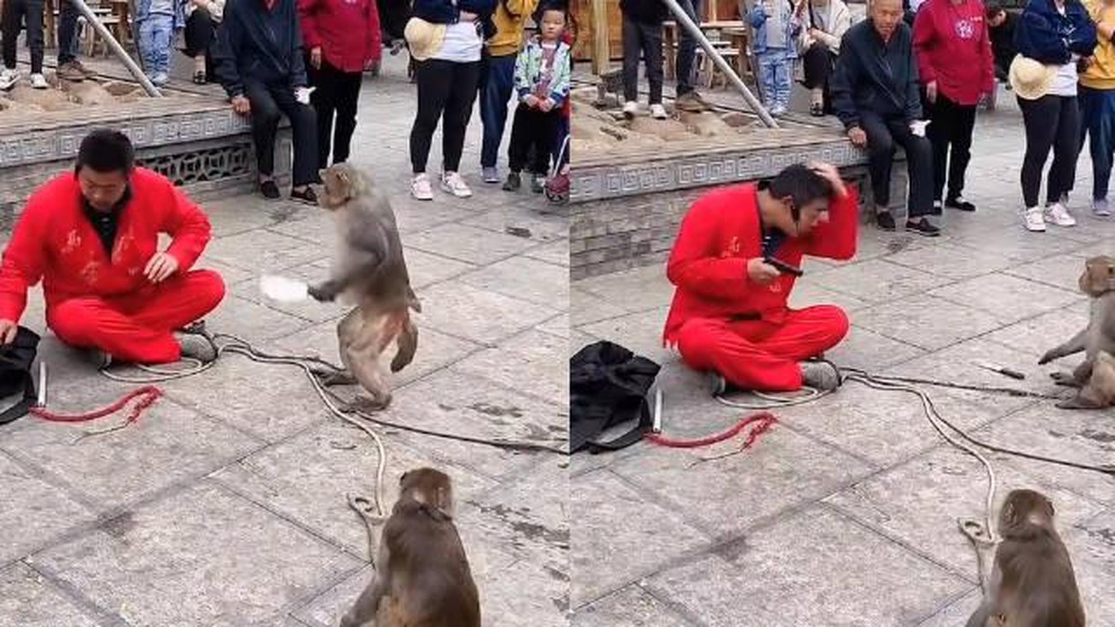 【猴子拿刀想对主人下手 不料主人掏出玩具手枪对准它,下一秒爆笑】3