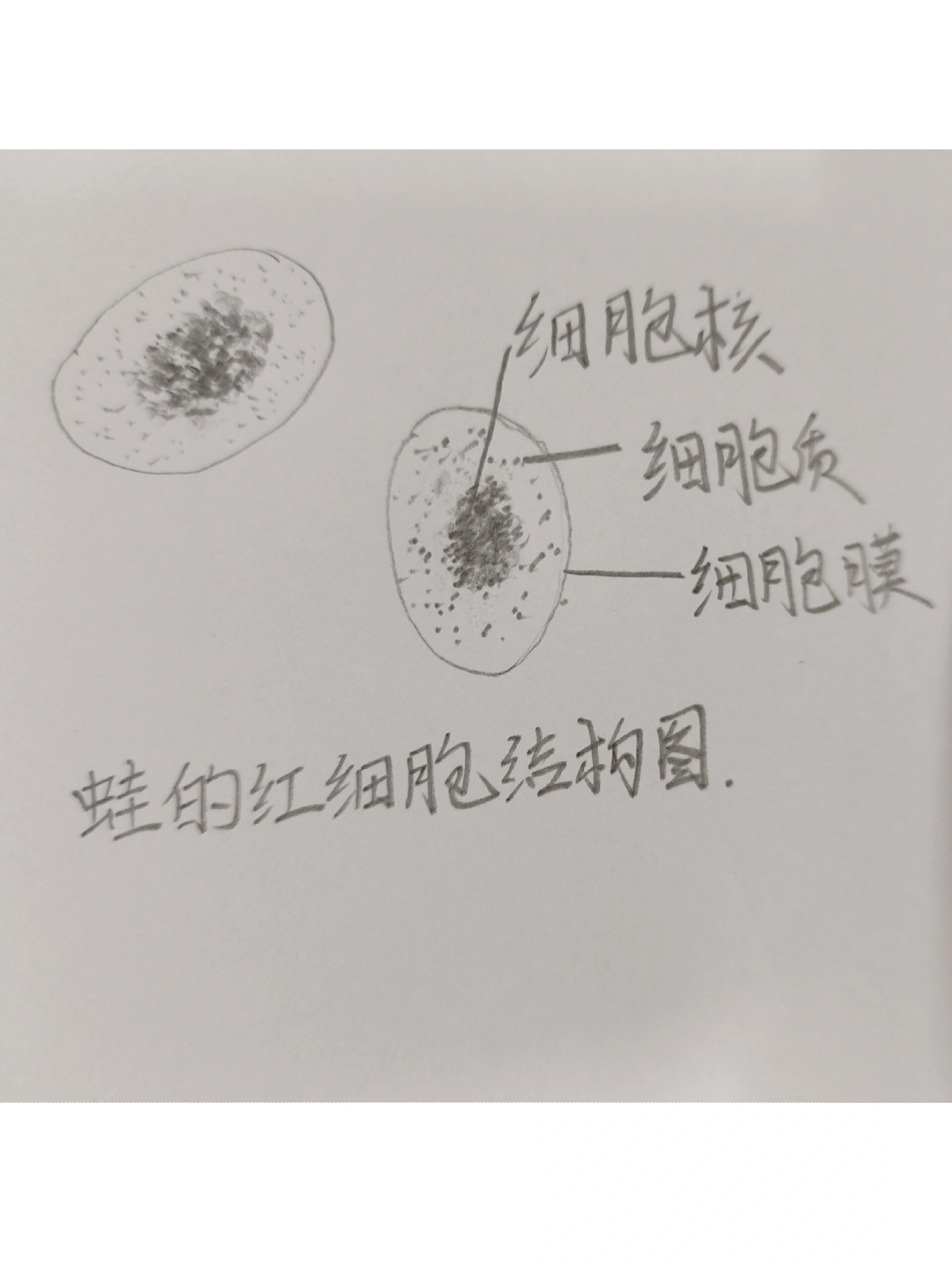 蛙的红细胞结构图