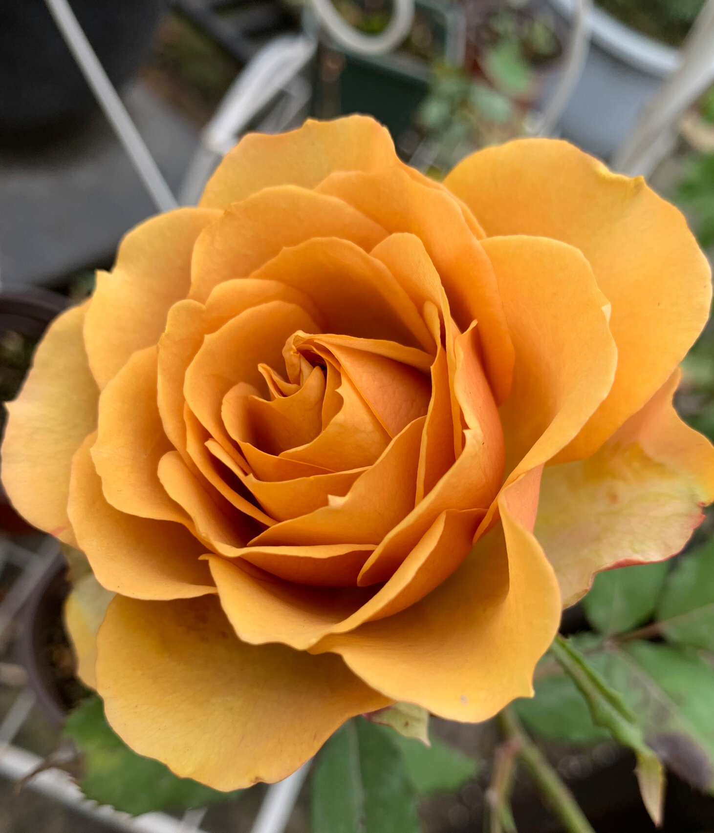 种花|推荐金灿灿的松之梦 复古系月季松之梦,金灿灿的美让人过目不忘