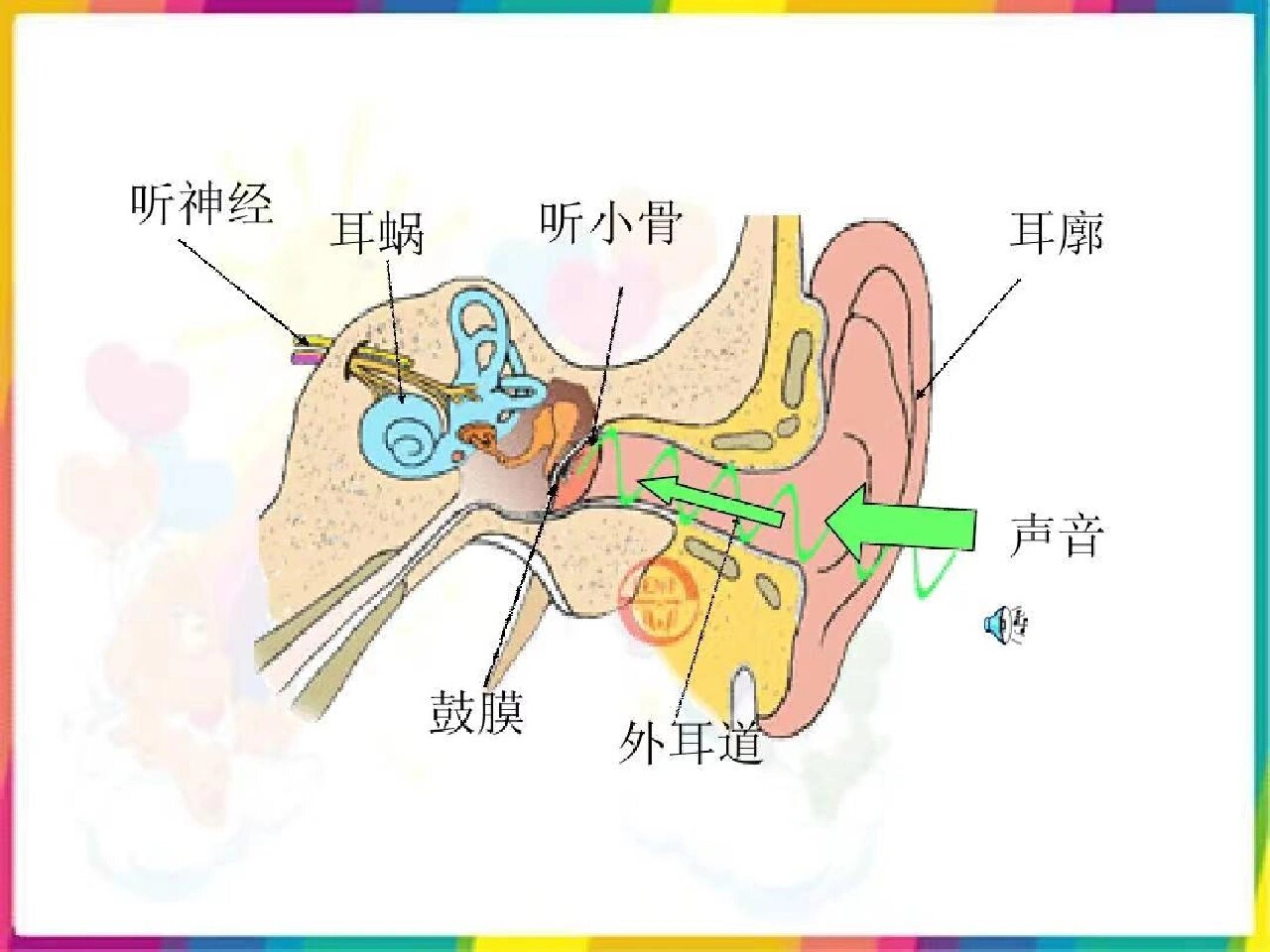 外耳道在哪个位置图片