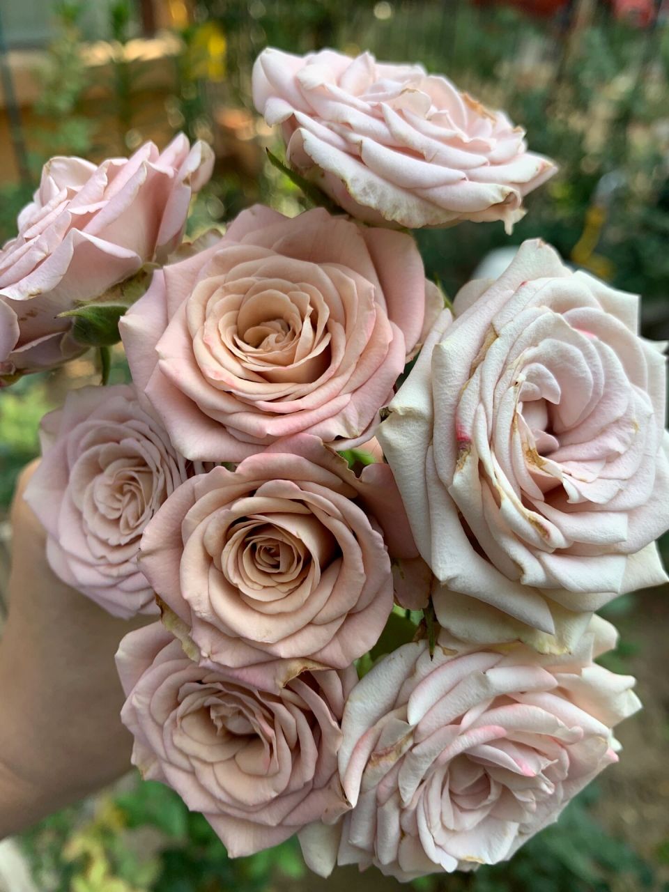 卡布奇诺月季 天气太热了,卡布奇诺也开的很勉强