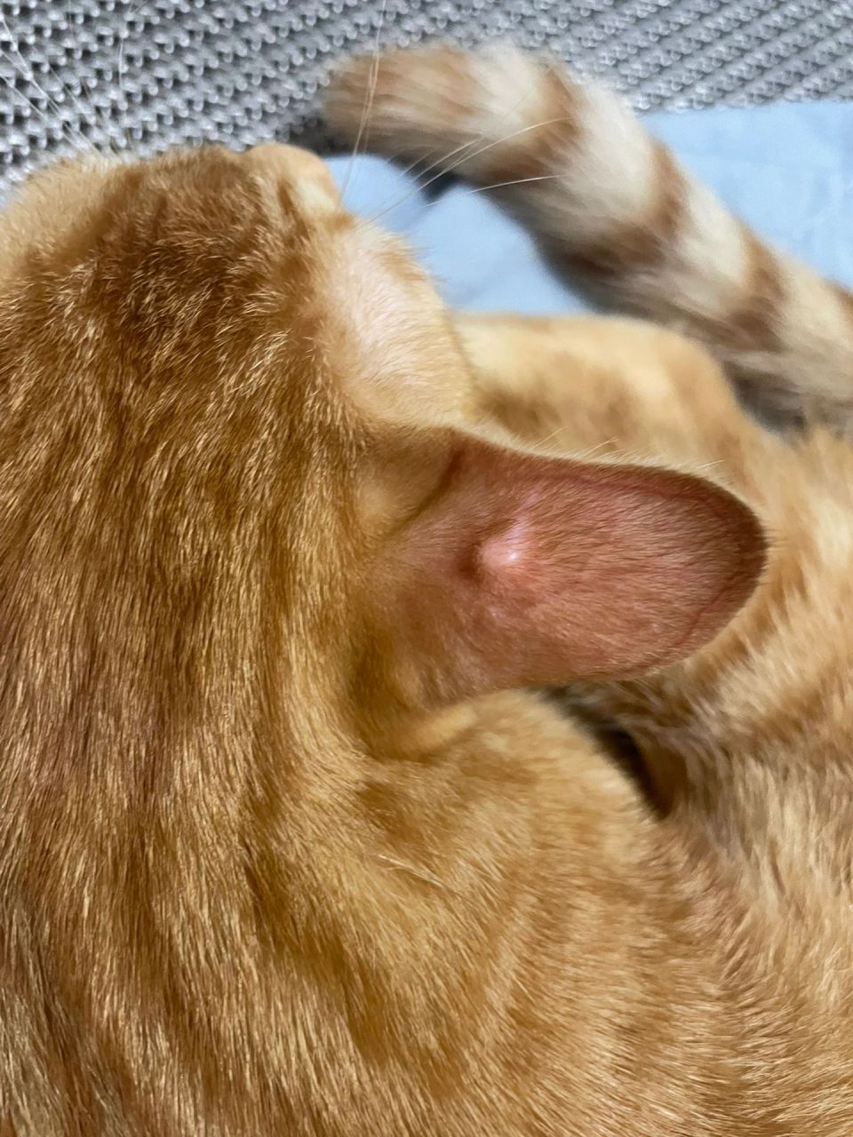 猫咪耳朵上长了个小疙瘩一样 这是什么 它大概已经半个月了长得 平常