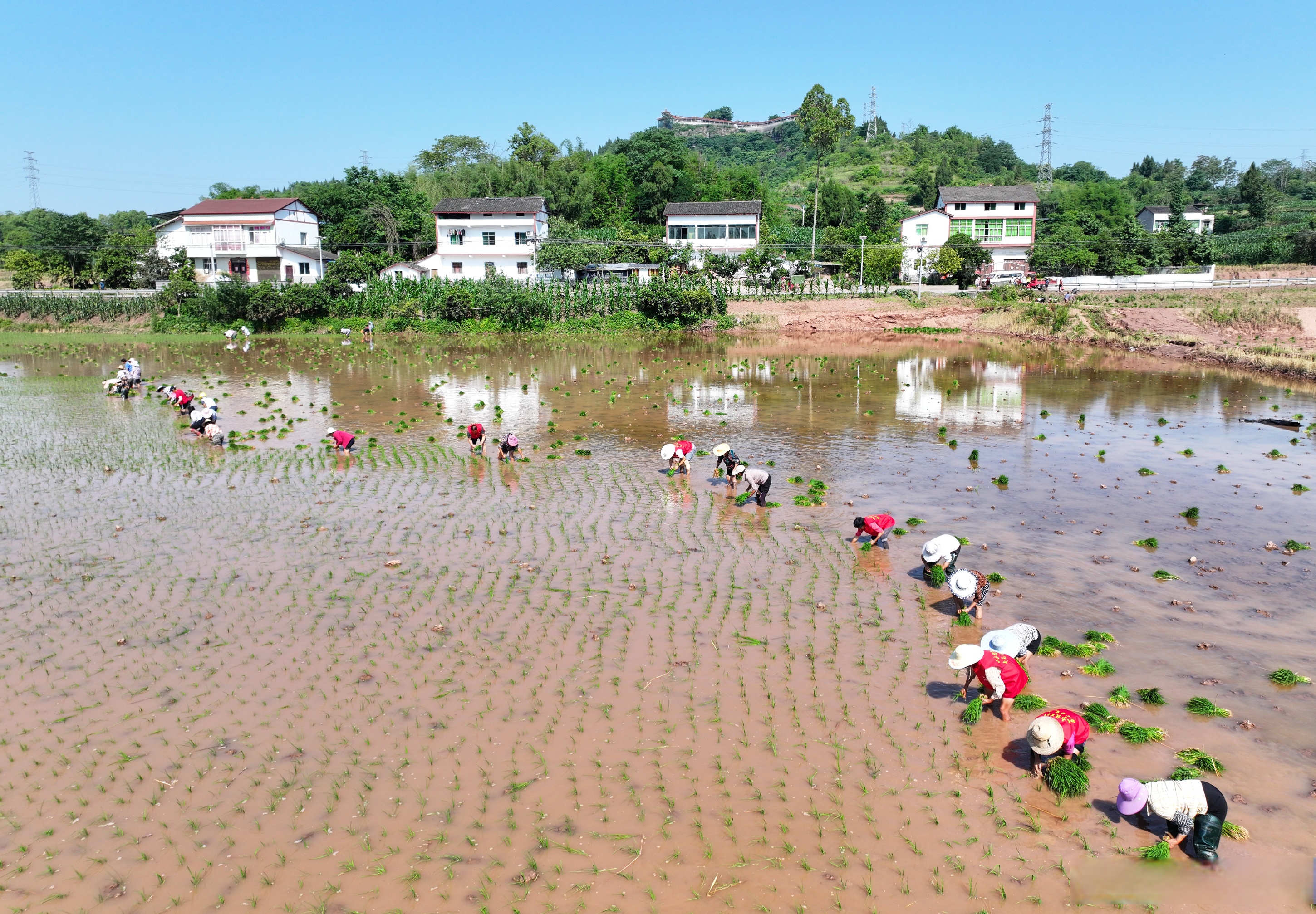 看着一片片水田逐渐披上了绿装,业主黄俊腾脸上露出