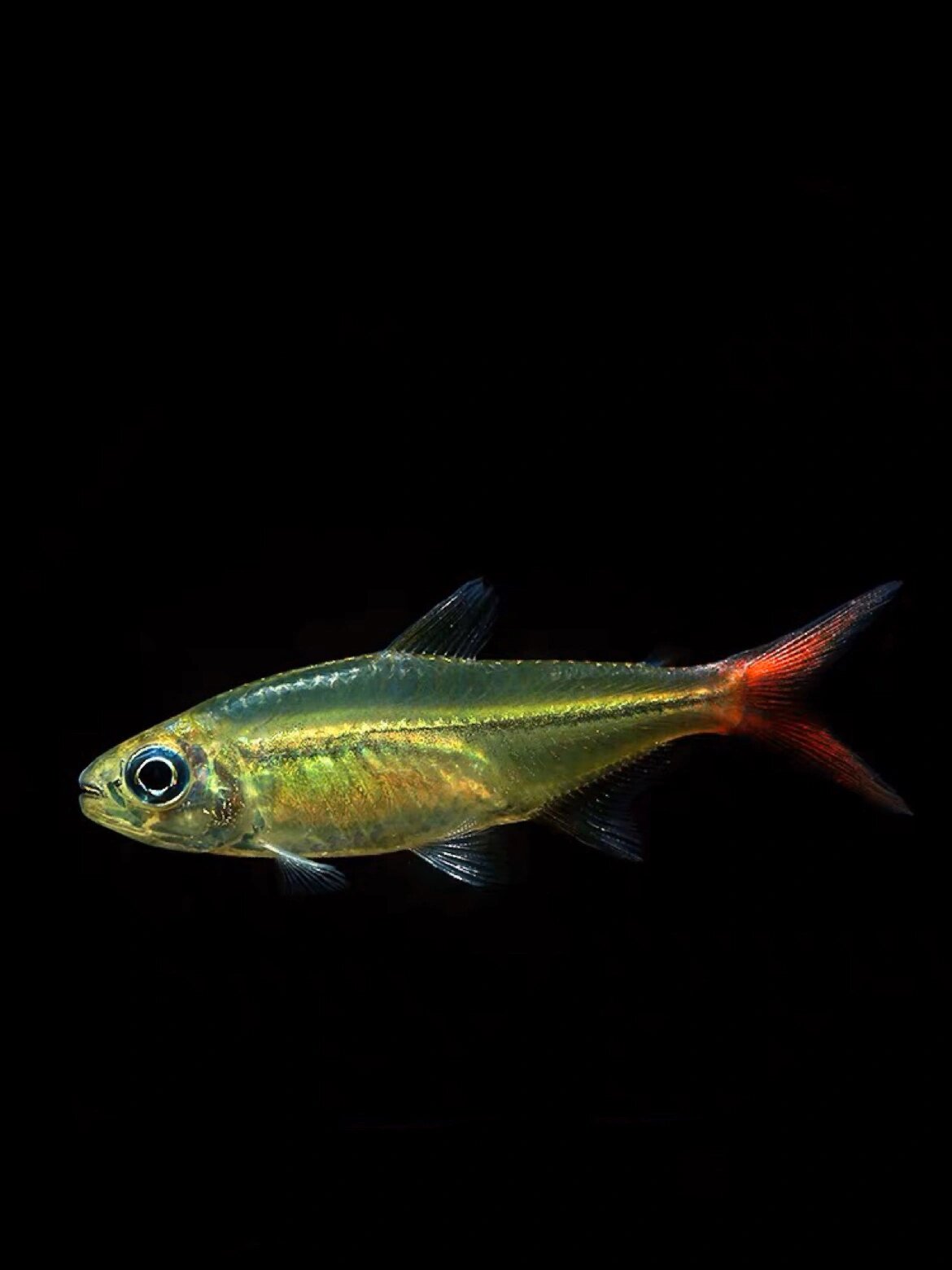 红尾科佩伊-大个子灯鱼 95名:红尾科佩伊 别称:红尾科佩伊灯鱼 红尾