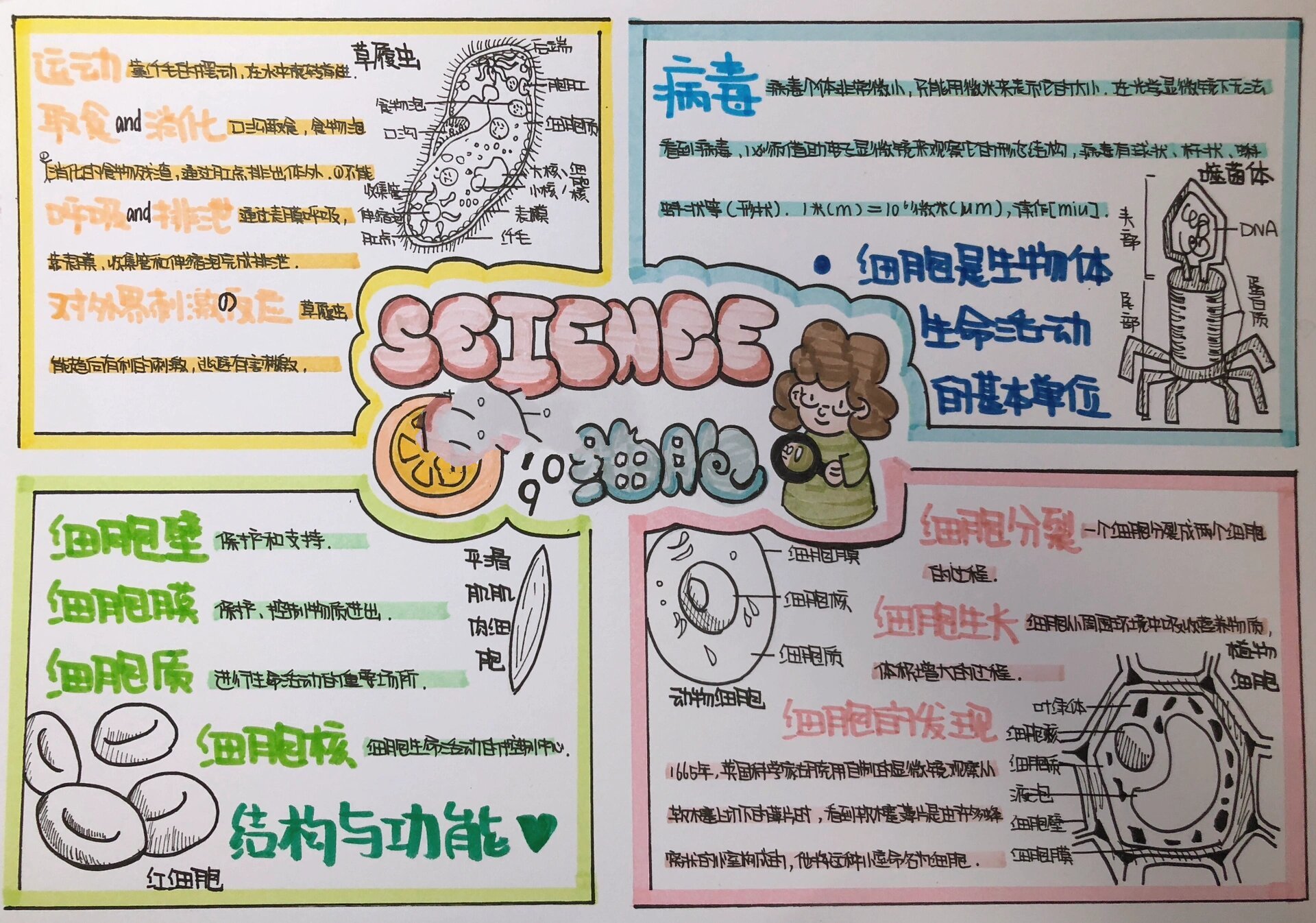 七上科学细胞小报