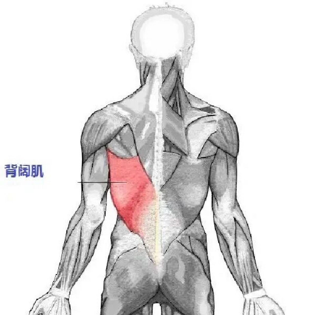 阔背肌疼痛图片