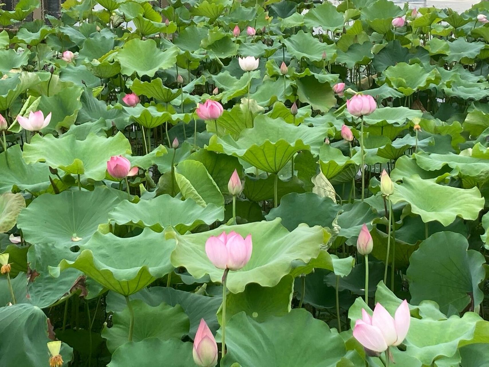 常德荷花公园 地址位于柳叶湖旁边的荷花公园,现在正是荷花盛开的时候