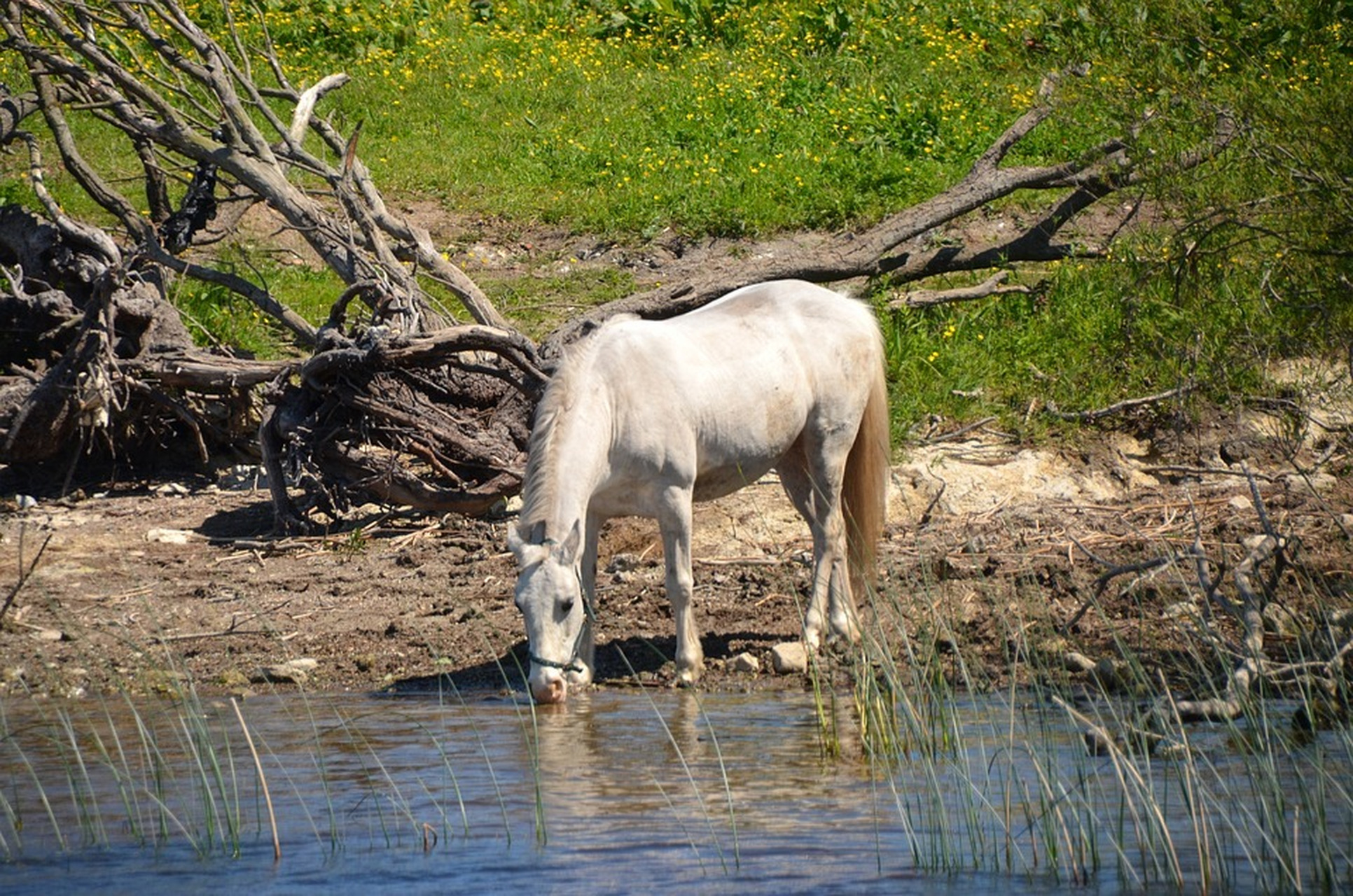 白马饮水图~ #动物趣图