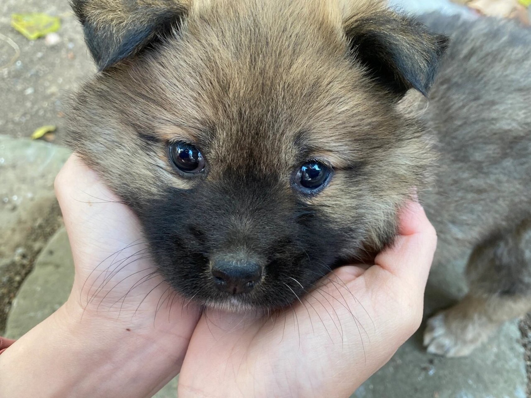 校狗日记|黑黑嘴的长短毛兄弟 学校教职工生活区养的两只小土狗 毛色