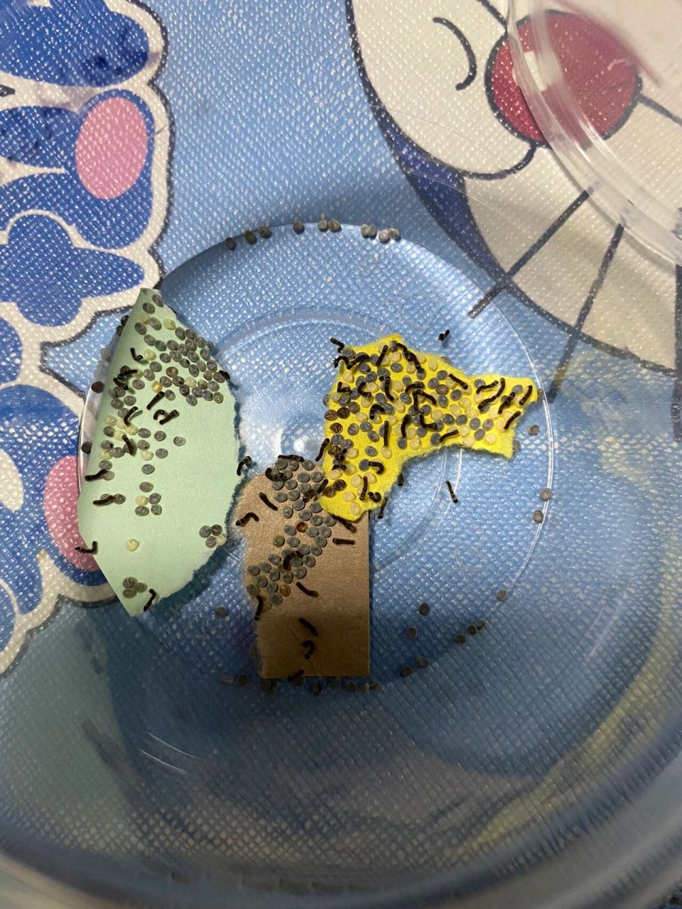 25日买来的蚕卵开始孵化 刚刚惊喜的发现竟然孵化出了蚕宝宝,幸好前几