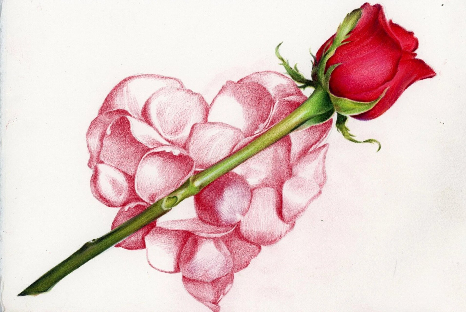 彩铅画玫瑰花图文步骤(值得收藏) -霹雳马150色油性 -获多福细纹水彩