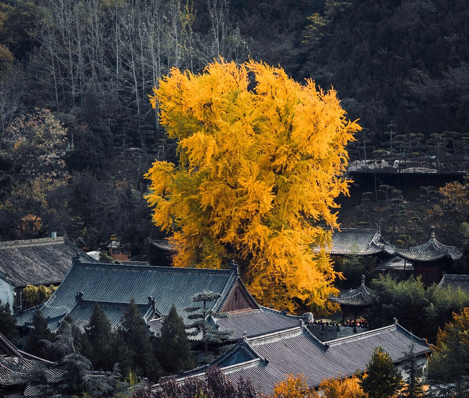 西安|千年银杏 相约看漫天黄叶纷飞 长安终南山下,古观音禅寺,这颗