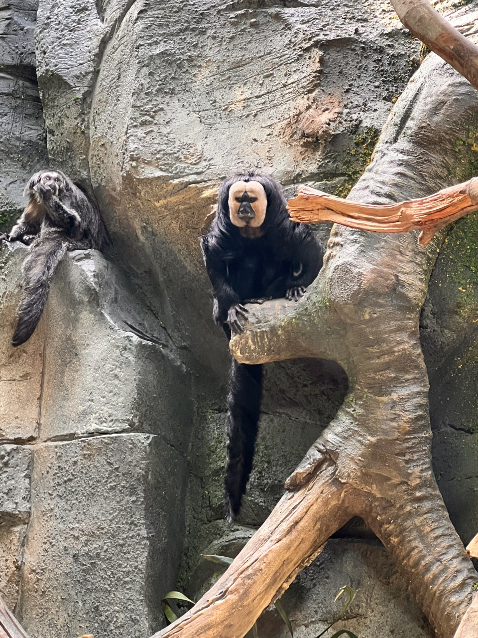 白面僧面猴【南京红山动物园】 在冈瓦纳展馆 据说是无脸男原型,很多