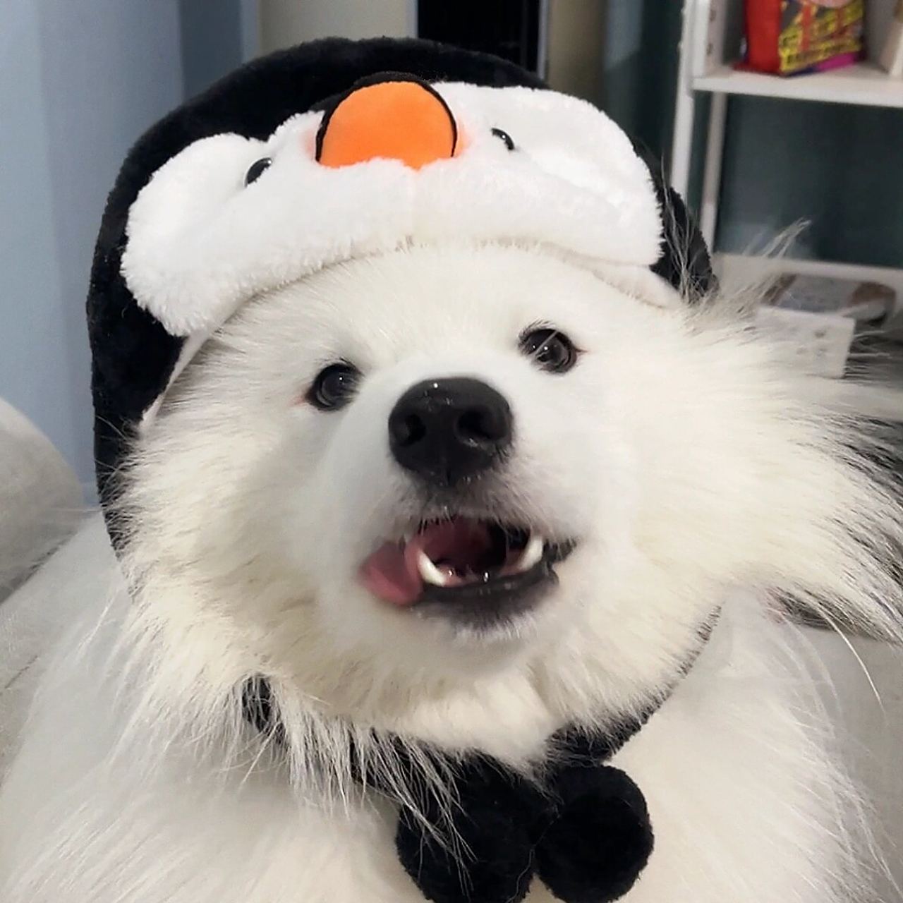 让领导丧失沟通欲望的萨摩耶头像 油腻77