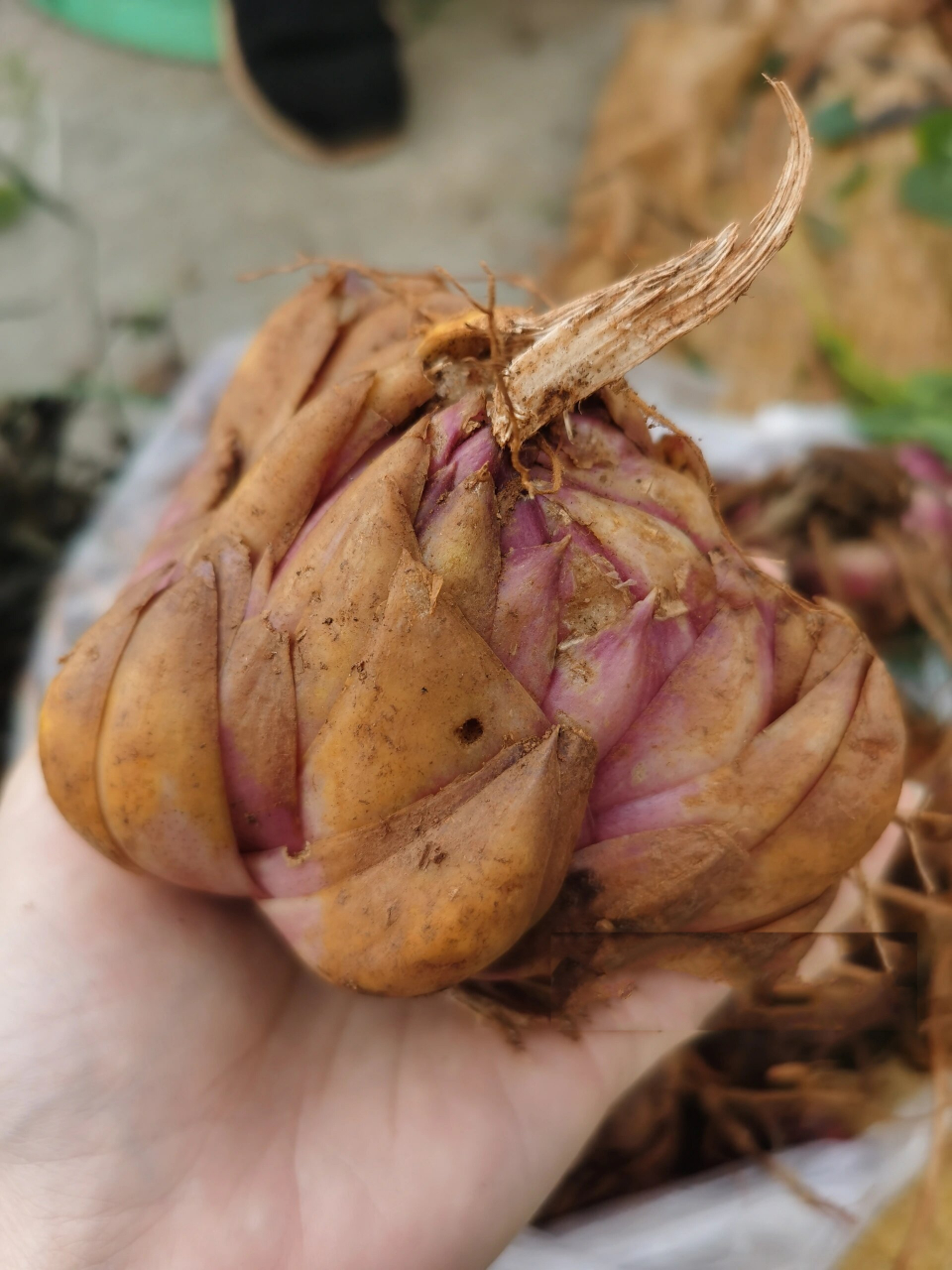 野生新鲜紫百合