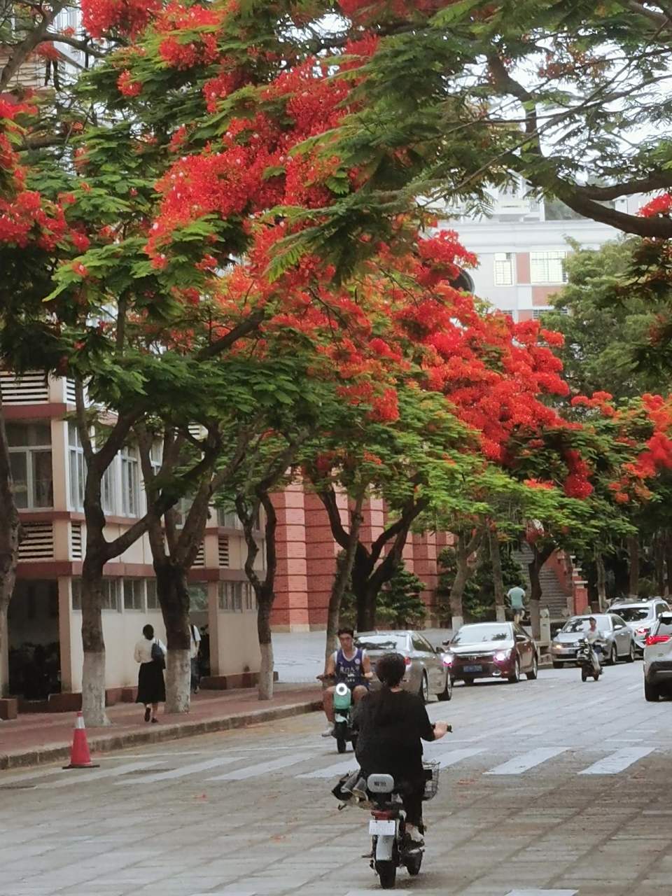 人间热闹,凤凰花有一种不经人世的恣意,想开就开,从不问你心情好不