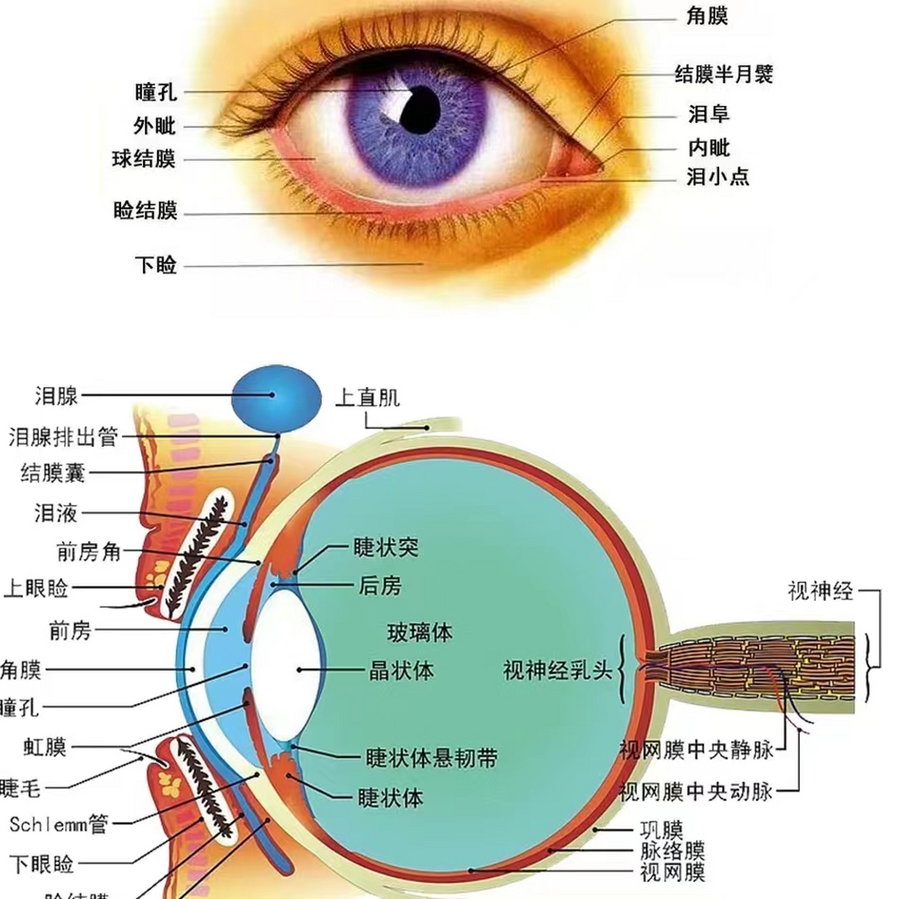 眼睛图片结构图 眼球内部结构及功能: 角膜:眼球的保护盾牌并为眼睛