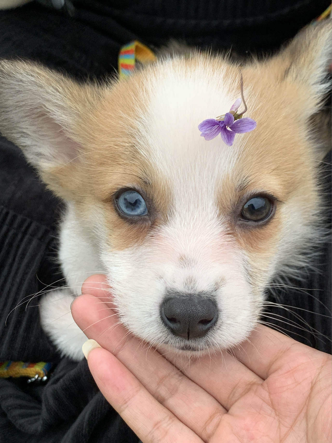 异瞳柯基 我的异瞳柯基宝贝(香菜) 小屁屁,外八字的小步伐 喜欢抱抱