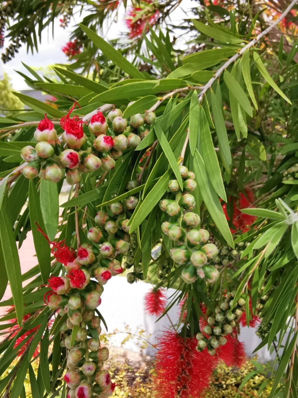 垂枝红千层 垂枝红千层 又名串钱柳,为常绿灌木或小乔木,也是观花树