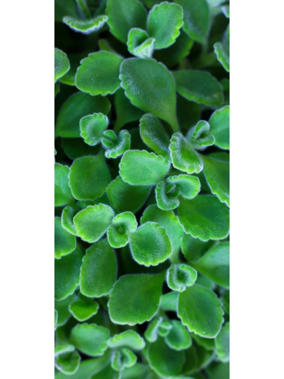 绿色护眼壁纸高清手机壁纸锁屏背景图