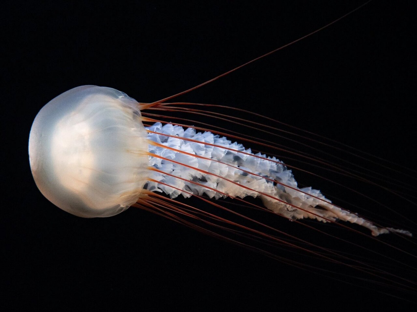 水母美图壁纸分享～7515来自日本水族馆 水母美图呈上～ #海洋馆