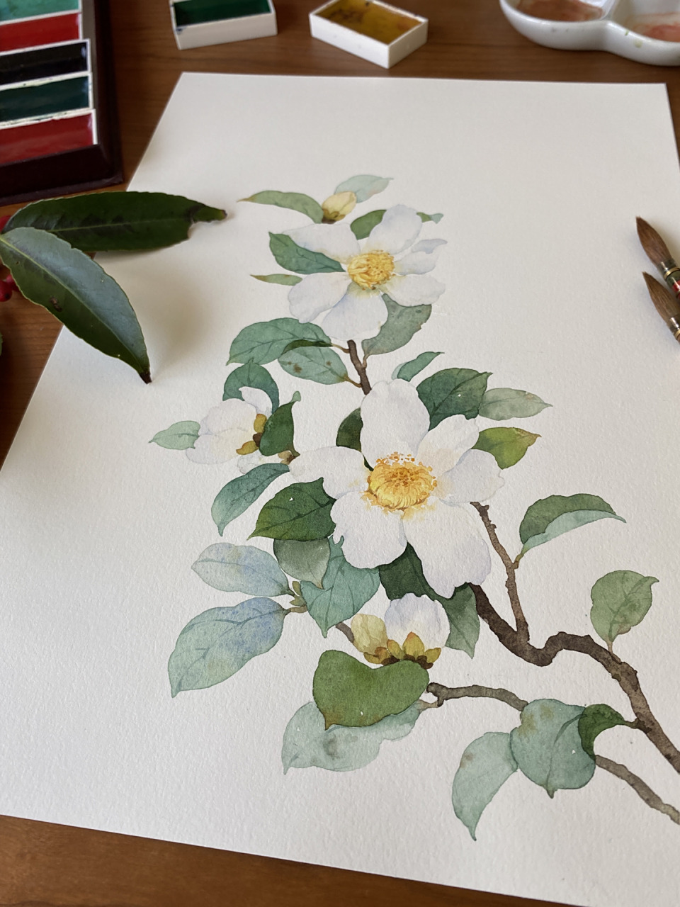 水彩手绘|白色山茶花 冬天那么冷,它却在悄然开放