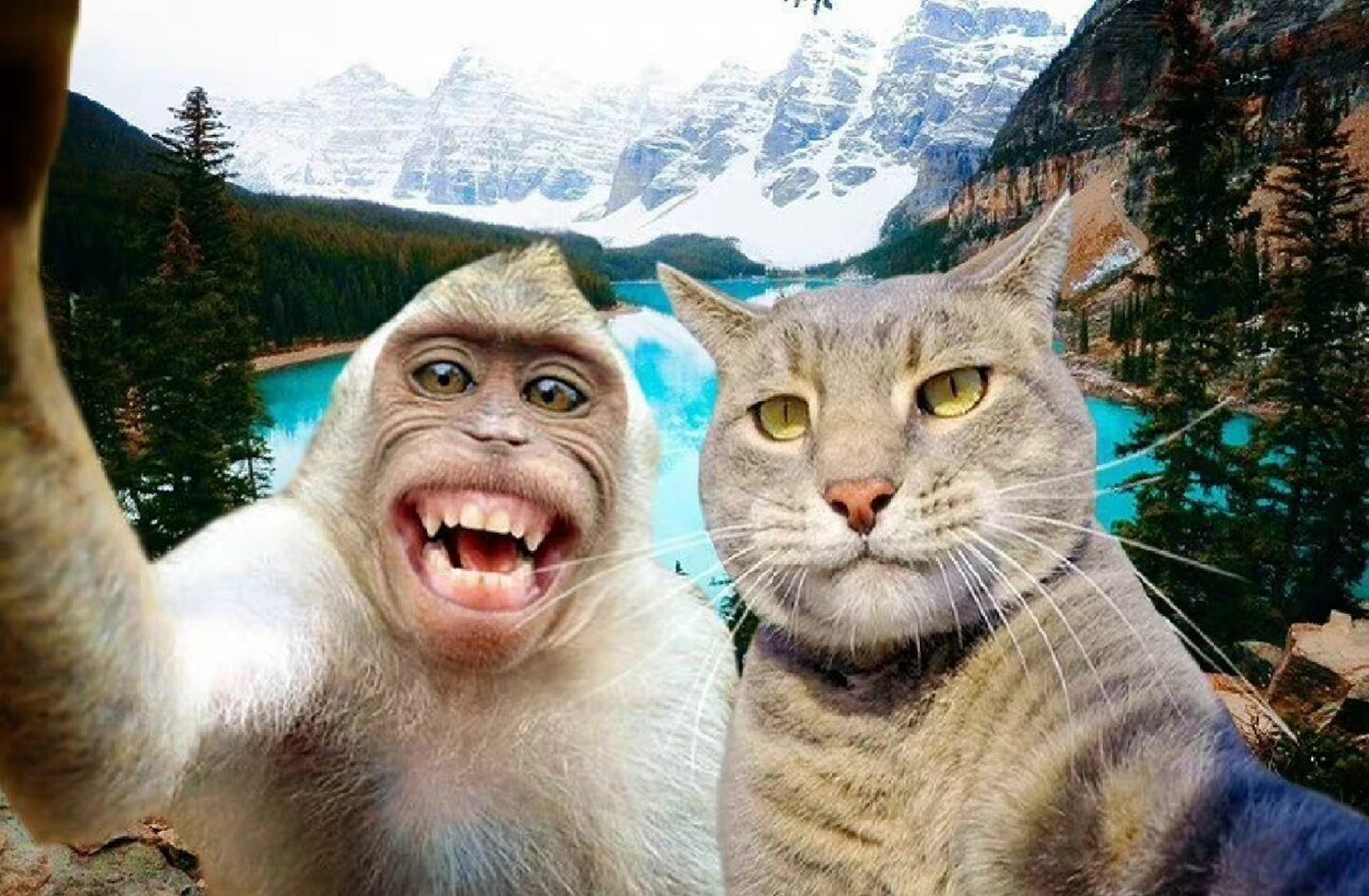 自拍猫manny头像精选 自拍猫manny和小伙伴的自拍日常.