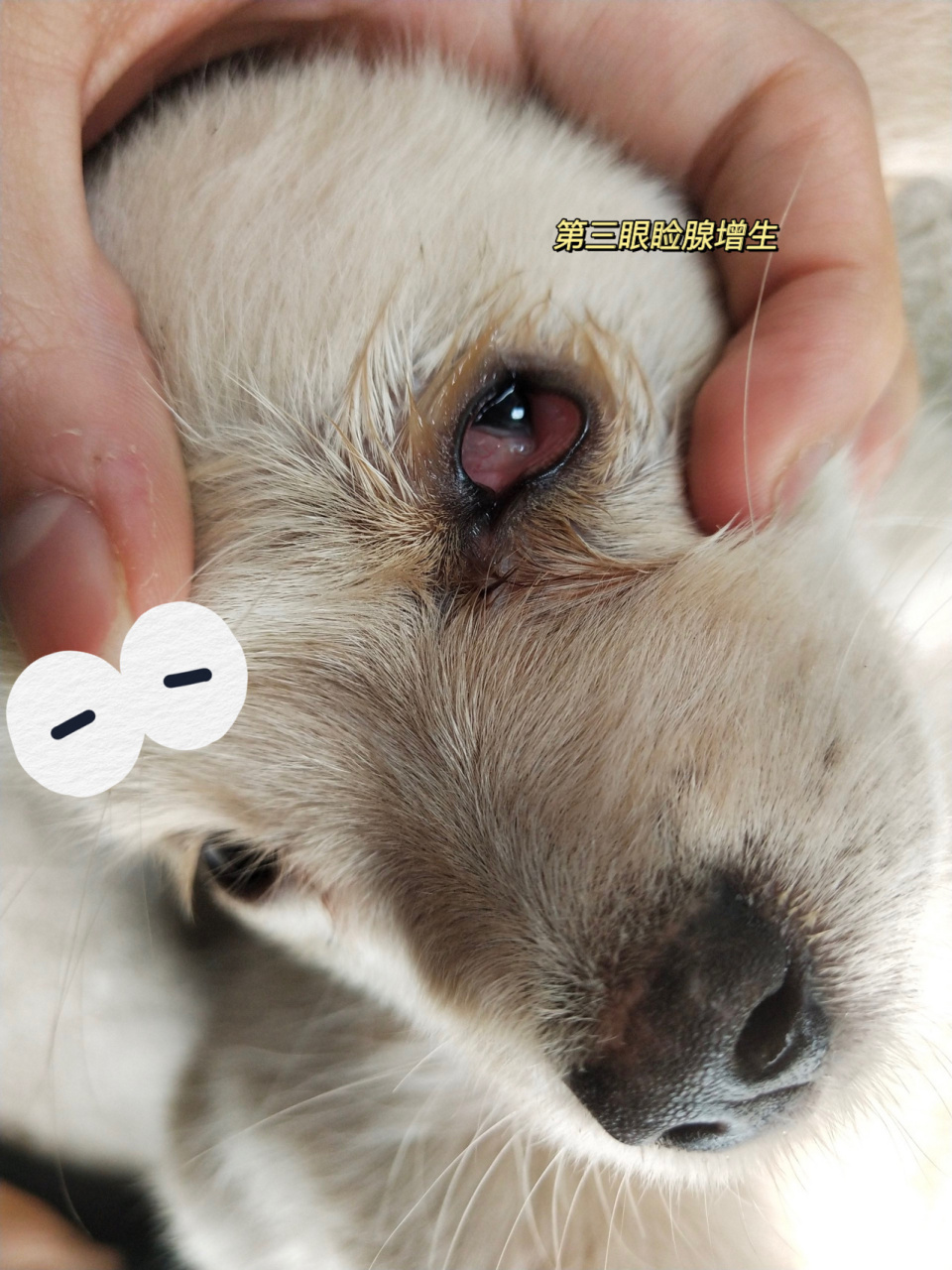 这其实是第三眼睑腺脱出(增生),俗称"樱桃眼",指第三眼睑腺体自內