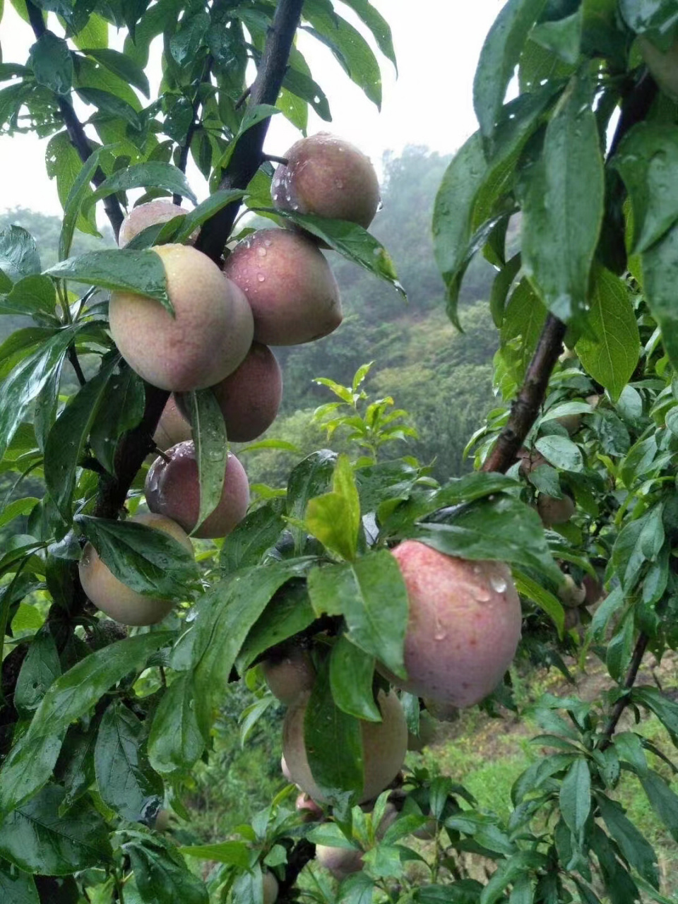 嵊州桃形李 嵊州桃形李是浙江省绍兴市嵊州市的特产.