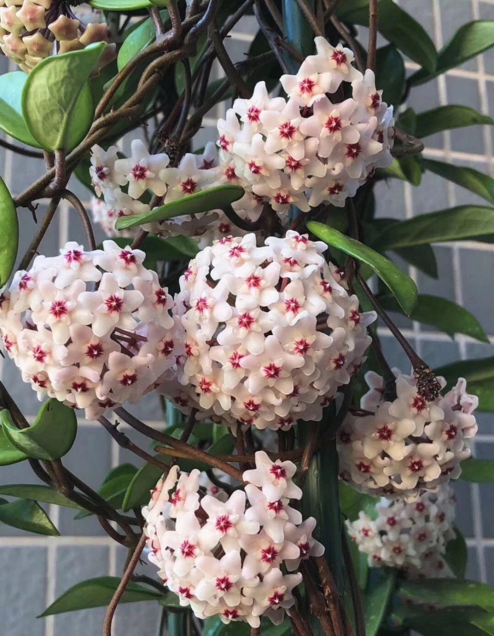 球兰种植要点～四季常绿,花叶共赏,新手必入 【球兰】花叶共赏91四