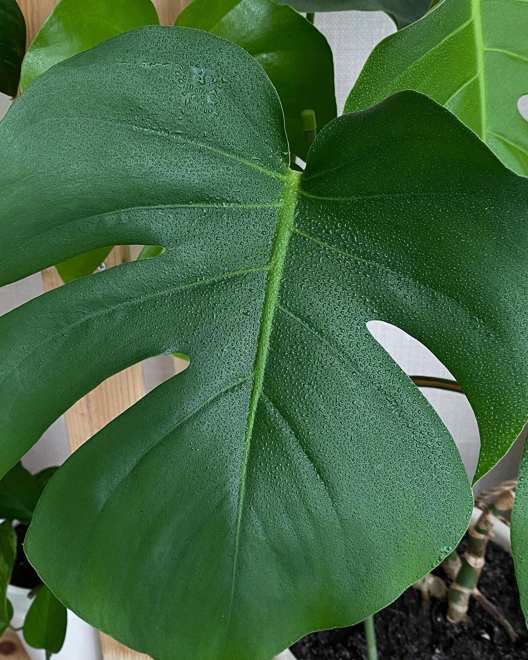 龟背竹,北欧小清新绿植三巨头之首.