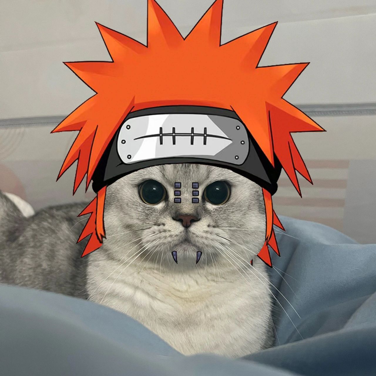 猫咪版火影忍者