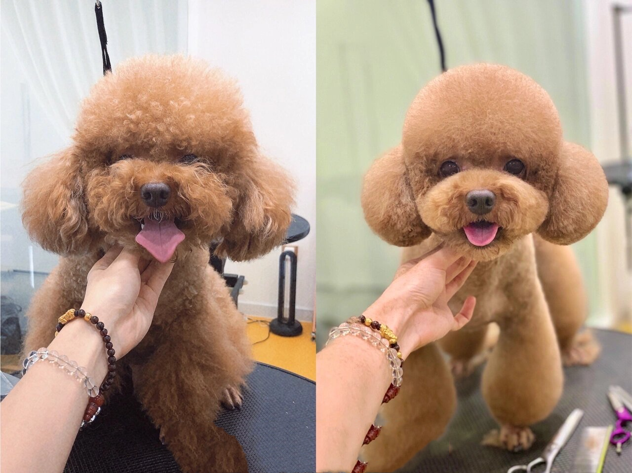 泰迪美容造型 98yotaa今日宠物美容分享98 98泰迪美容造型