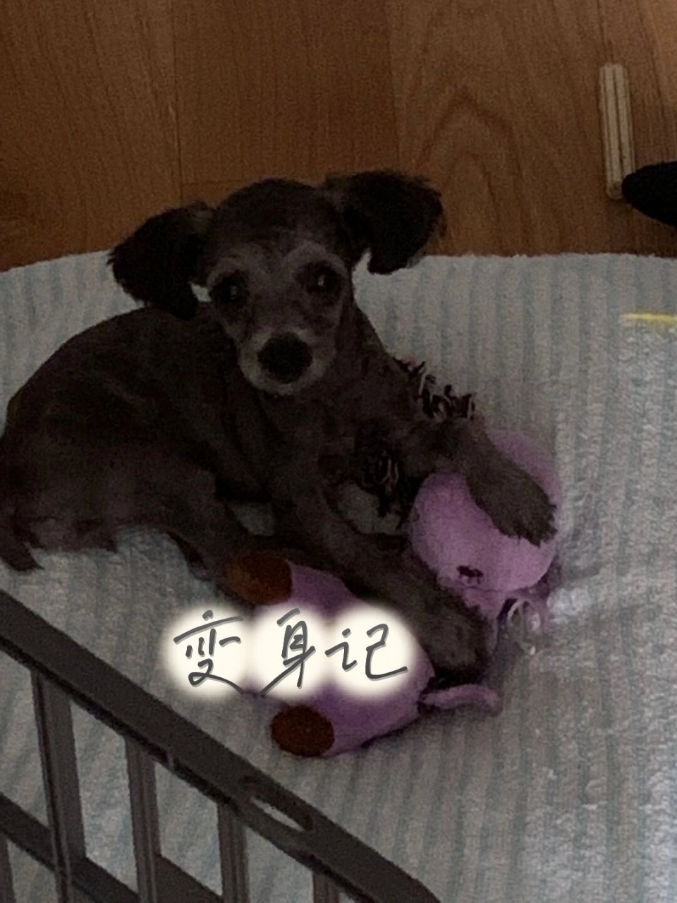 自从timi走以后我妈心情郁郁寡欢,家里合计在买一只狗狗来陪伴她减轻