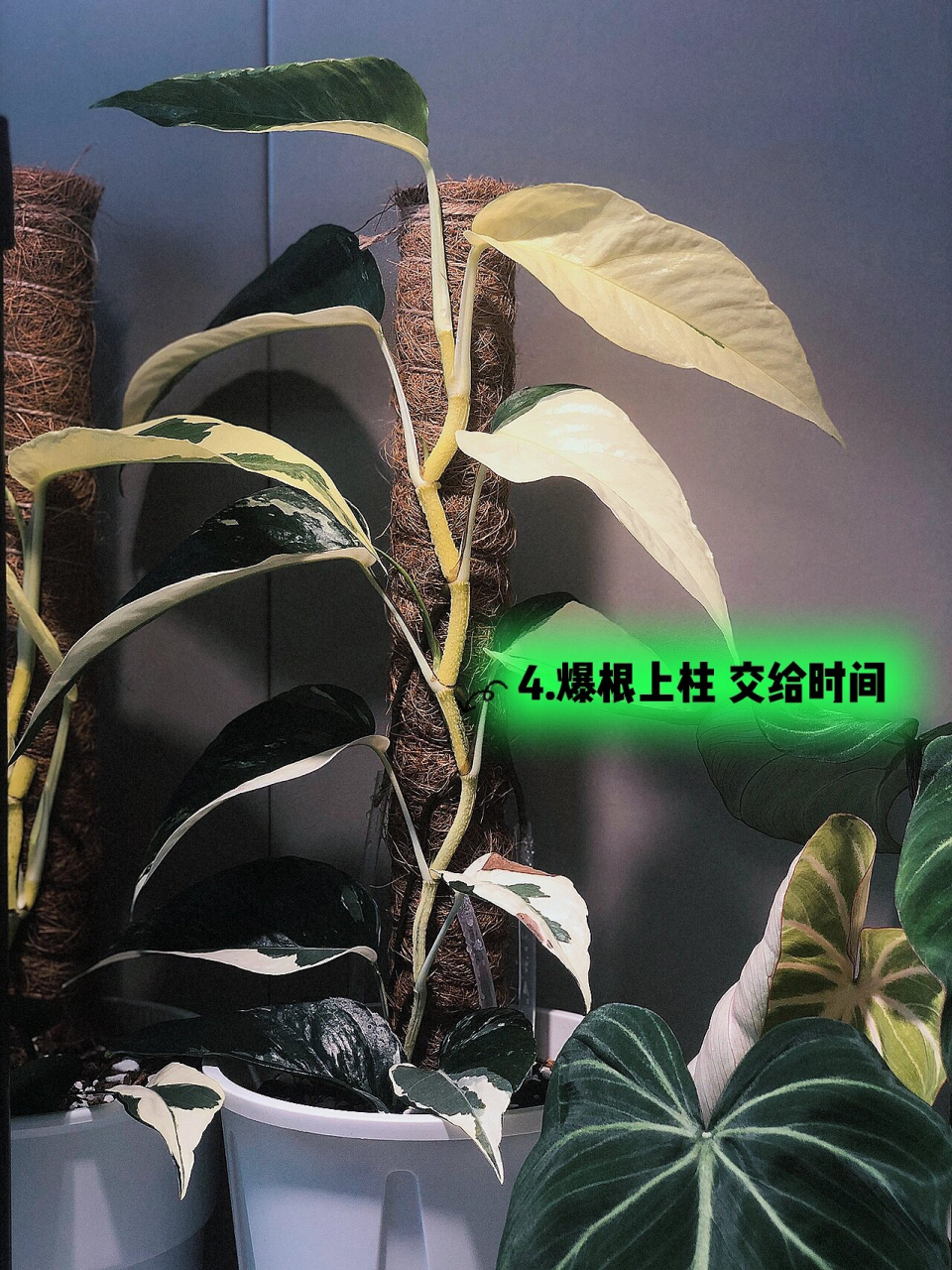 白锦麒麟尾小苗 新手养成 非常顽强的宝藏锦化品种.