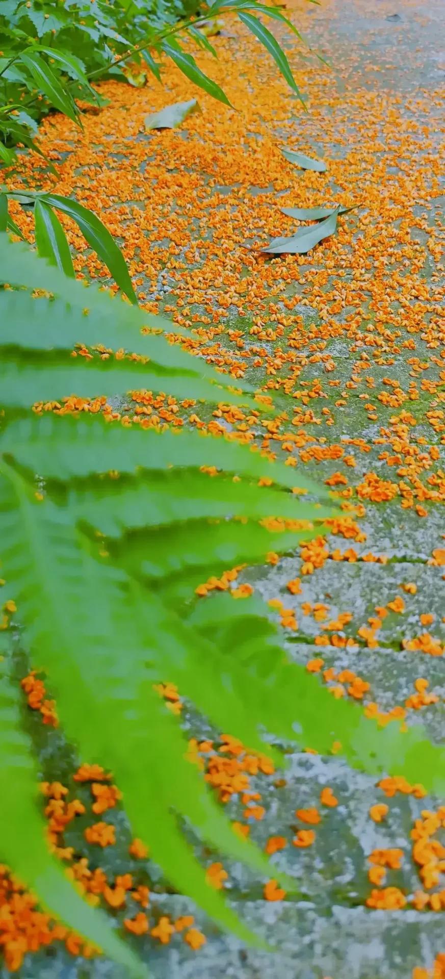 八月风景 花园图片