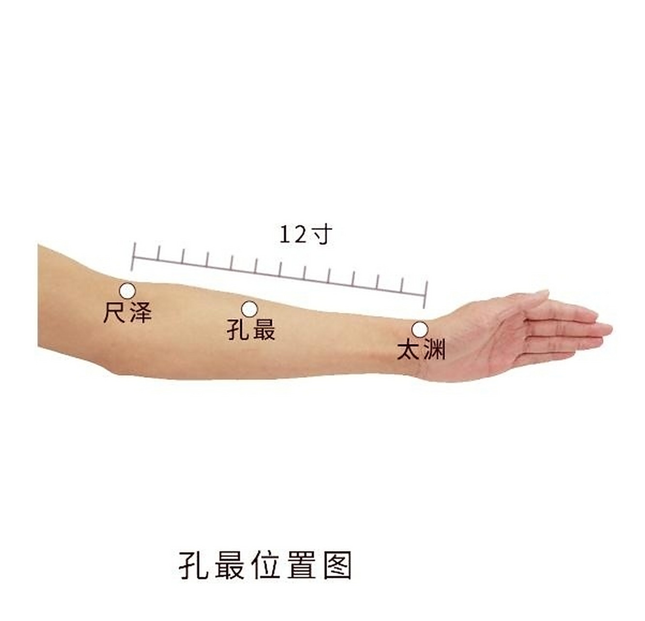 每日一穴 孔最穴 简便取穴:用大拇指从尺泽与太渊连线的中点向上量一