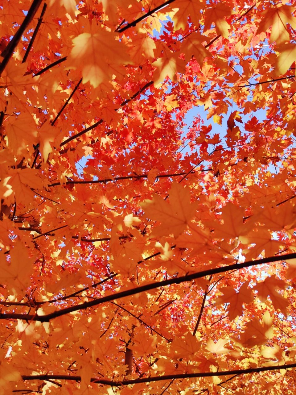 大连最美枫叶林93|挑战一张封神 还记得去年秋天无意当中遇到这样一