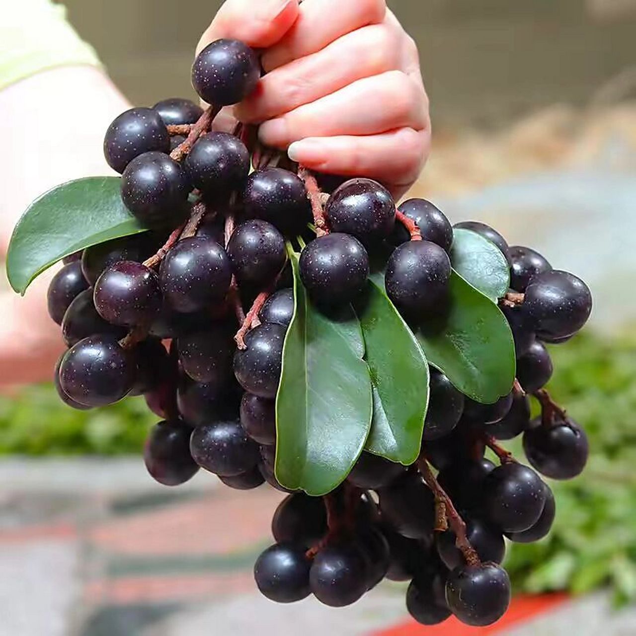 秋日野果|胭脂果,使劲揉能由酸变甜的野果 秋天来了,大家还记得小时候