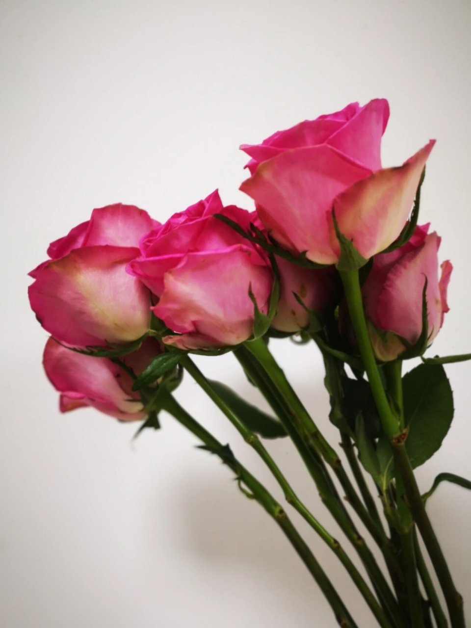 至爱玫瑰 逸禾玫瑰 超大花苞 花头非常大,有点像糖果雪山,花型跟糖果