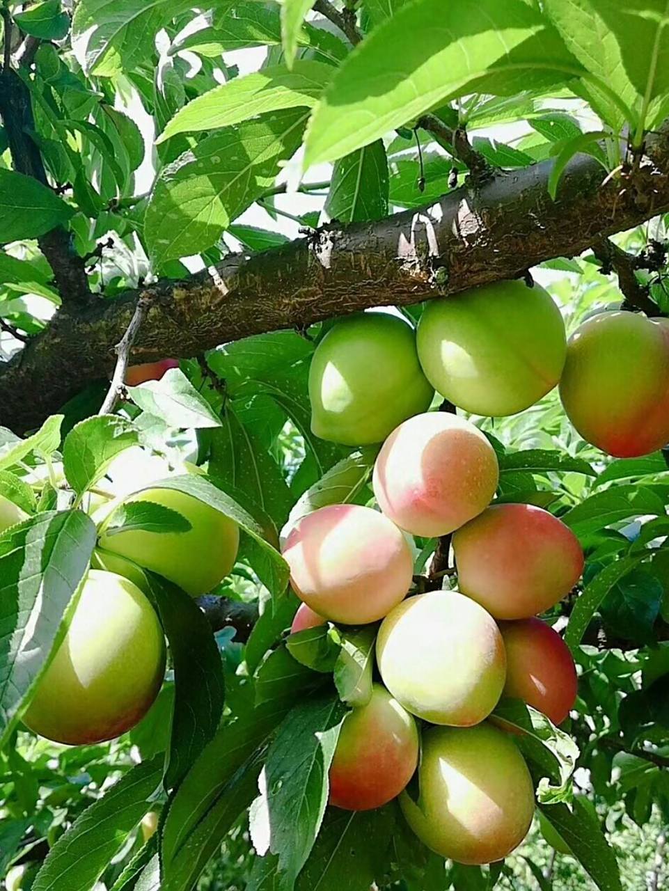 无锡特产醉李 水果