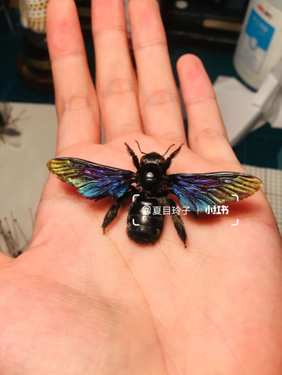 这可能就是美丽的绿翅木蜂～#昆虫# #知识科普# #标本